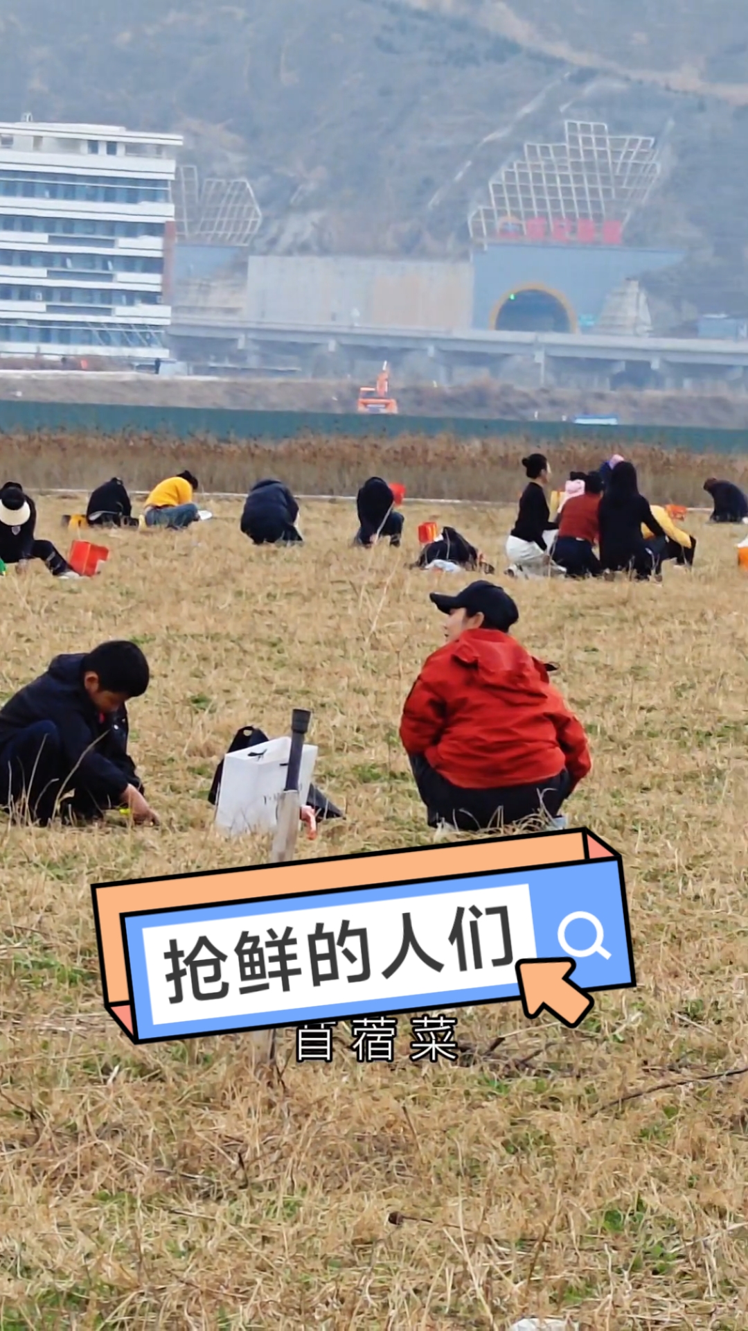 浩浩荡荡的抢鲜大军沉浸式捥苜蓿芽菜#春日收藏家#