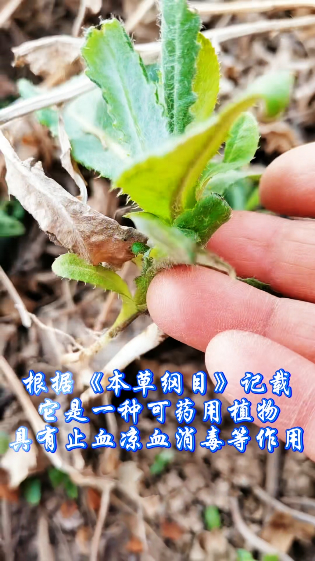 妥妥地认识一下小蓟与大蓟