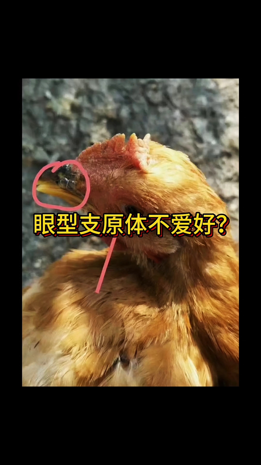 鸡毒支原体,做好防治及是关键!