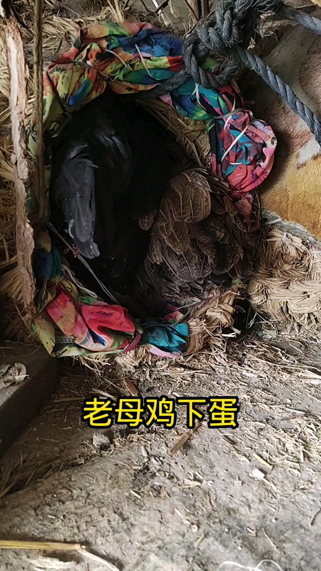 记录老母鸡下蛋的过程!
