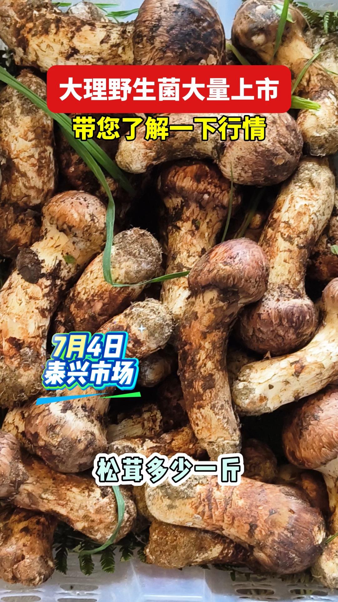 大理野生菌大量上市,走进泰兴市场了解行情,看看有没有被忽悠