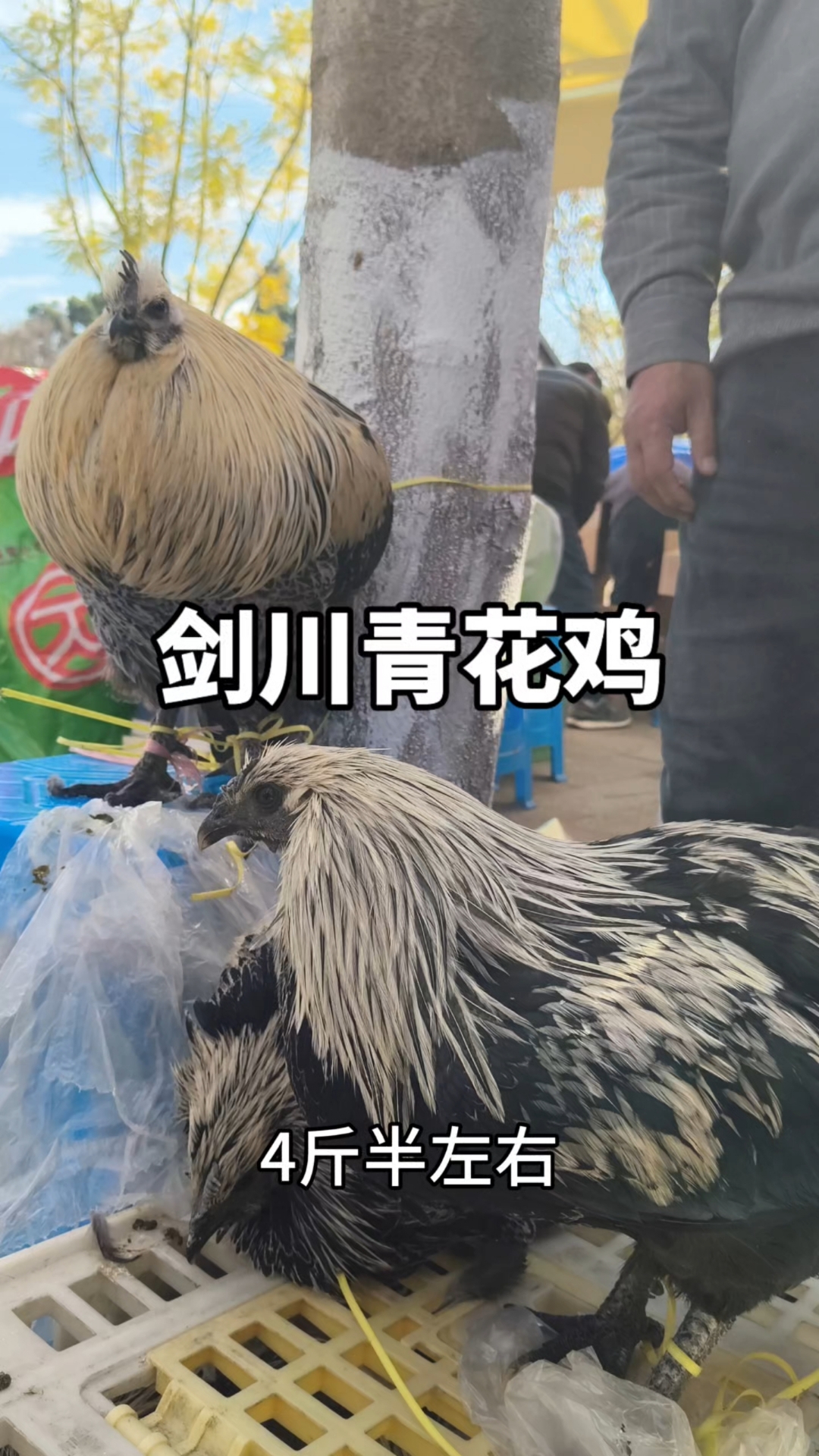 大理剑川青花鸡,你见过吗