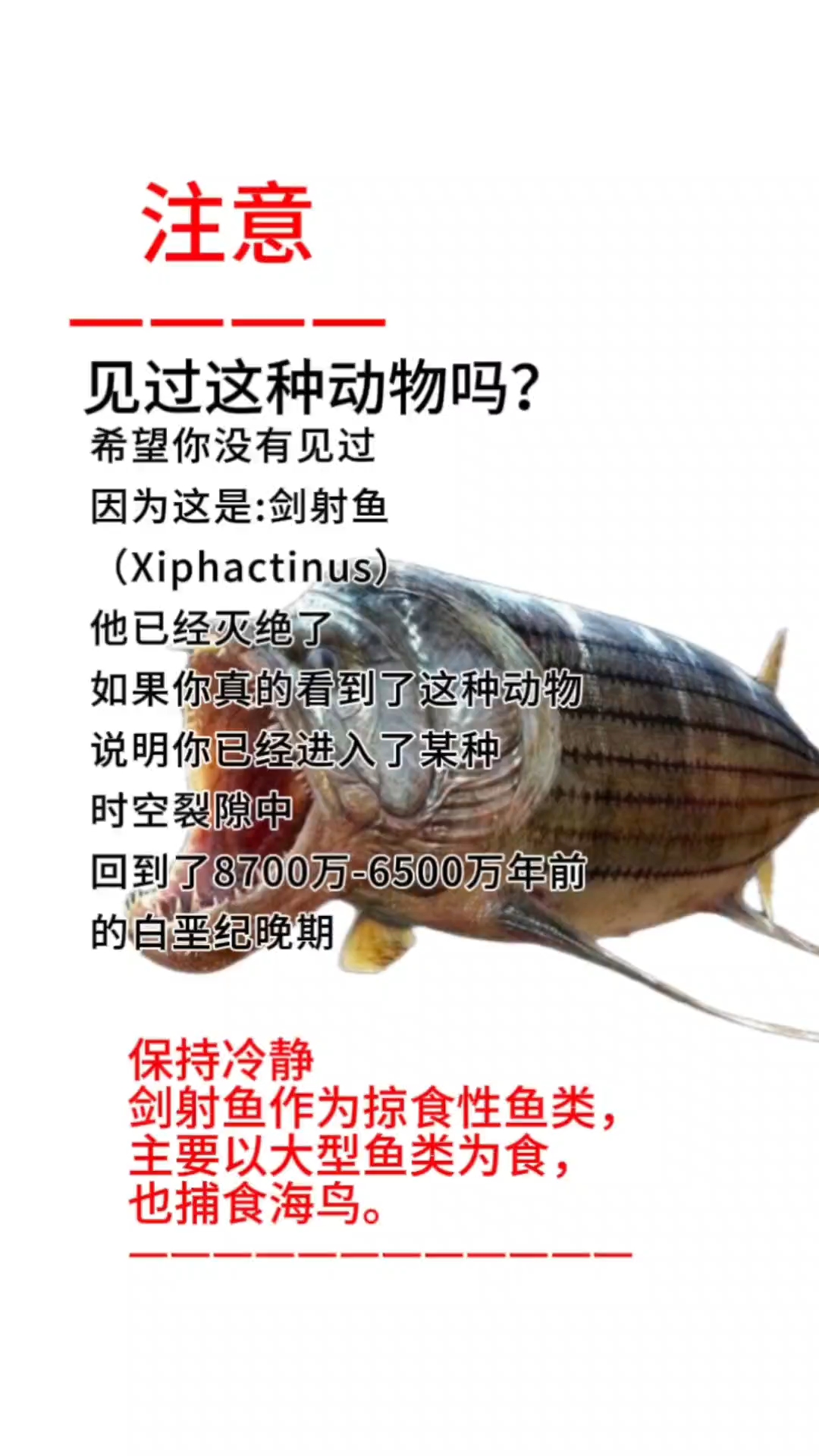 神奇古生物系列:剑射鱼#科普# #古生物# #海洋生物# #当代中学生#