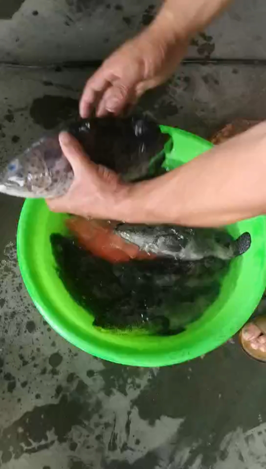 鲤鱼草鱼鲈鱼黄鱼罗非鱼白鲢鱼红星斑鱼去鳞机高压水去鳞机