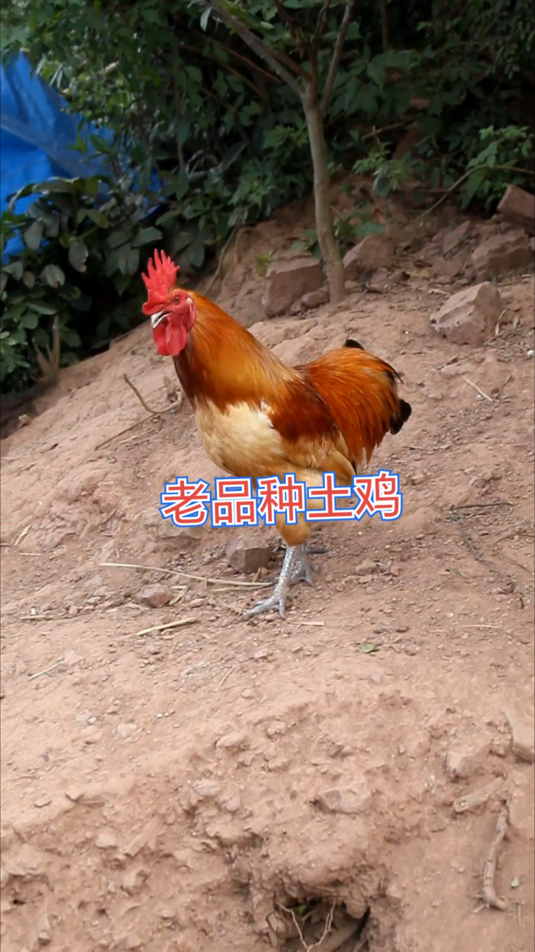 保种夏天很头疼#老品种土鸡#自繁自养