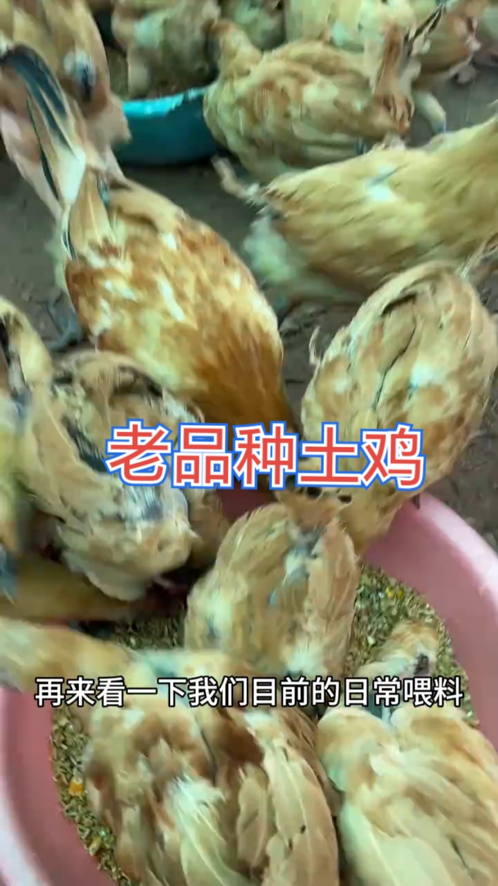 四号放养场地#老品种土鸡 #自繁自养