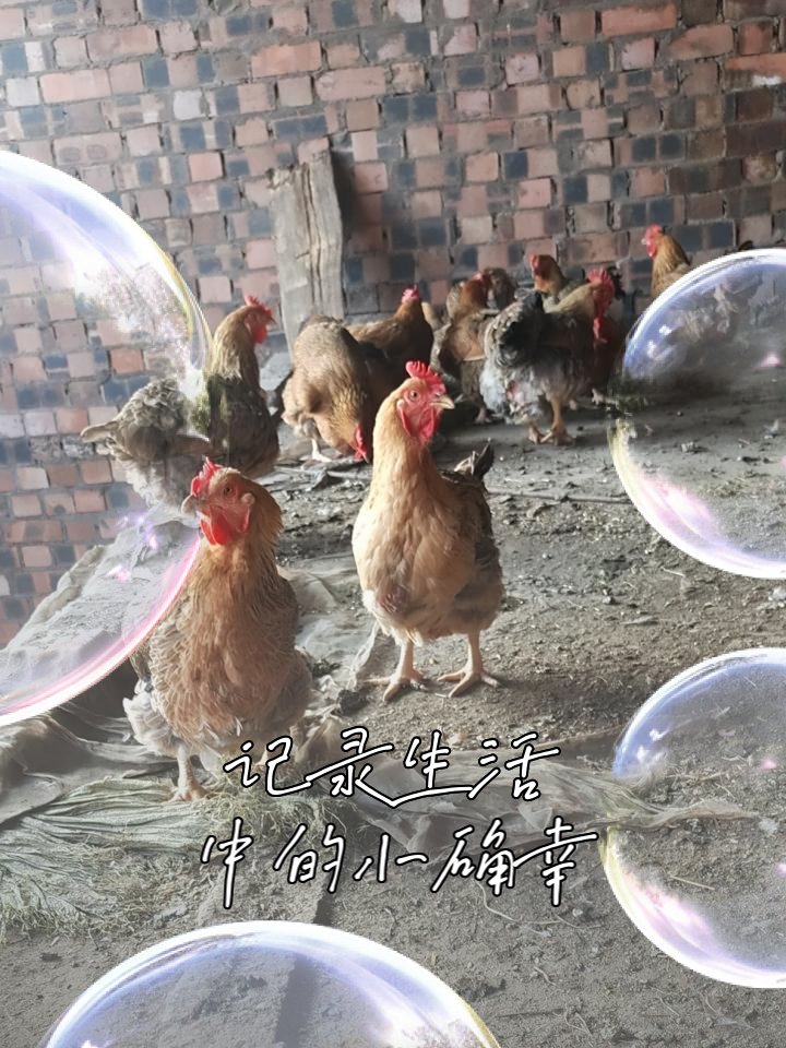 鸡群觅食图,生活小确幸