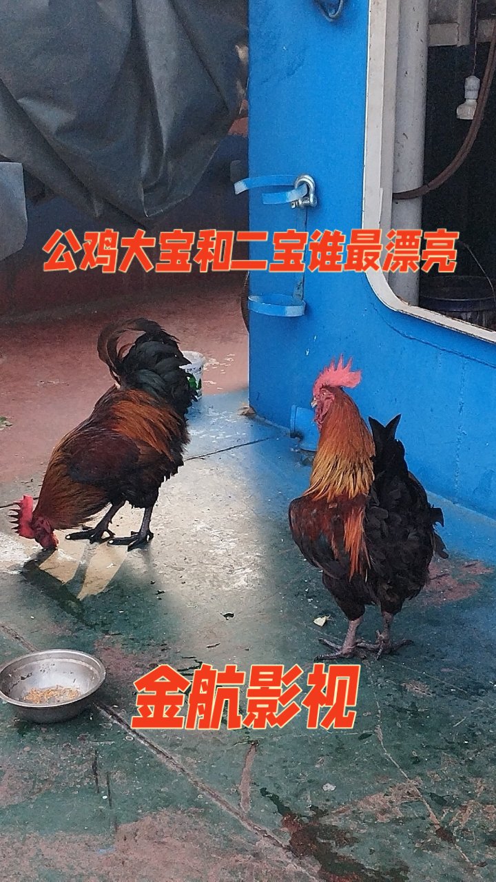 两只巨型公鸡,猜猜多重?