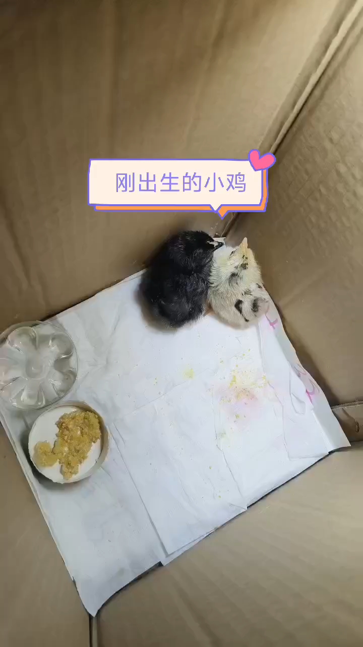 刚出生的小鸡实在太可爱了!