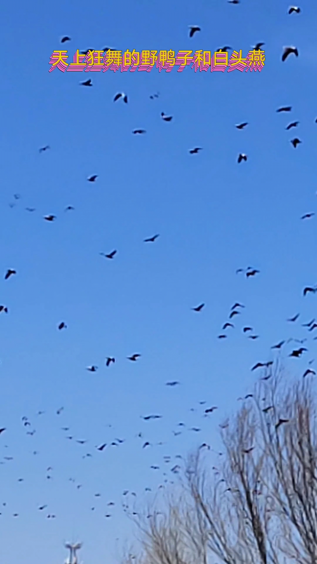 吉林市松花江长白岛上越冬的野鸭子.白头燕
