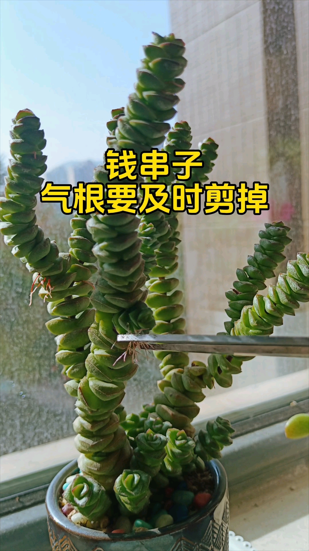 多肉气根要及时修剪