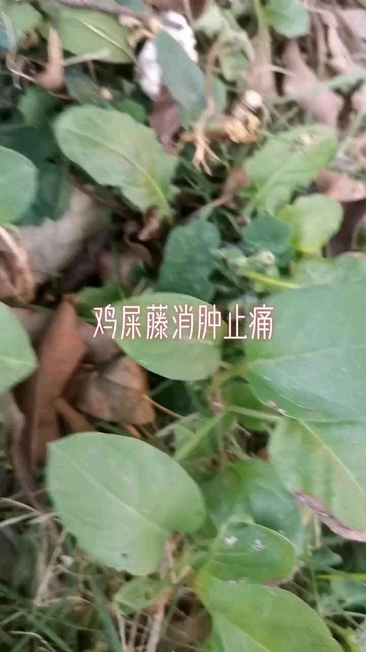 中草药鸡屎藤消肿止痛