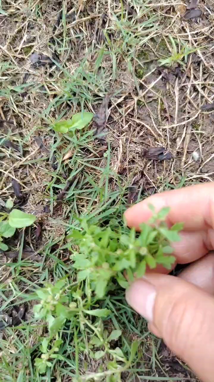 中草药鹅不食草