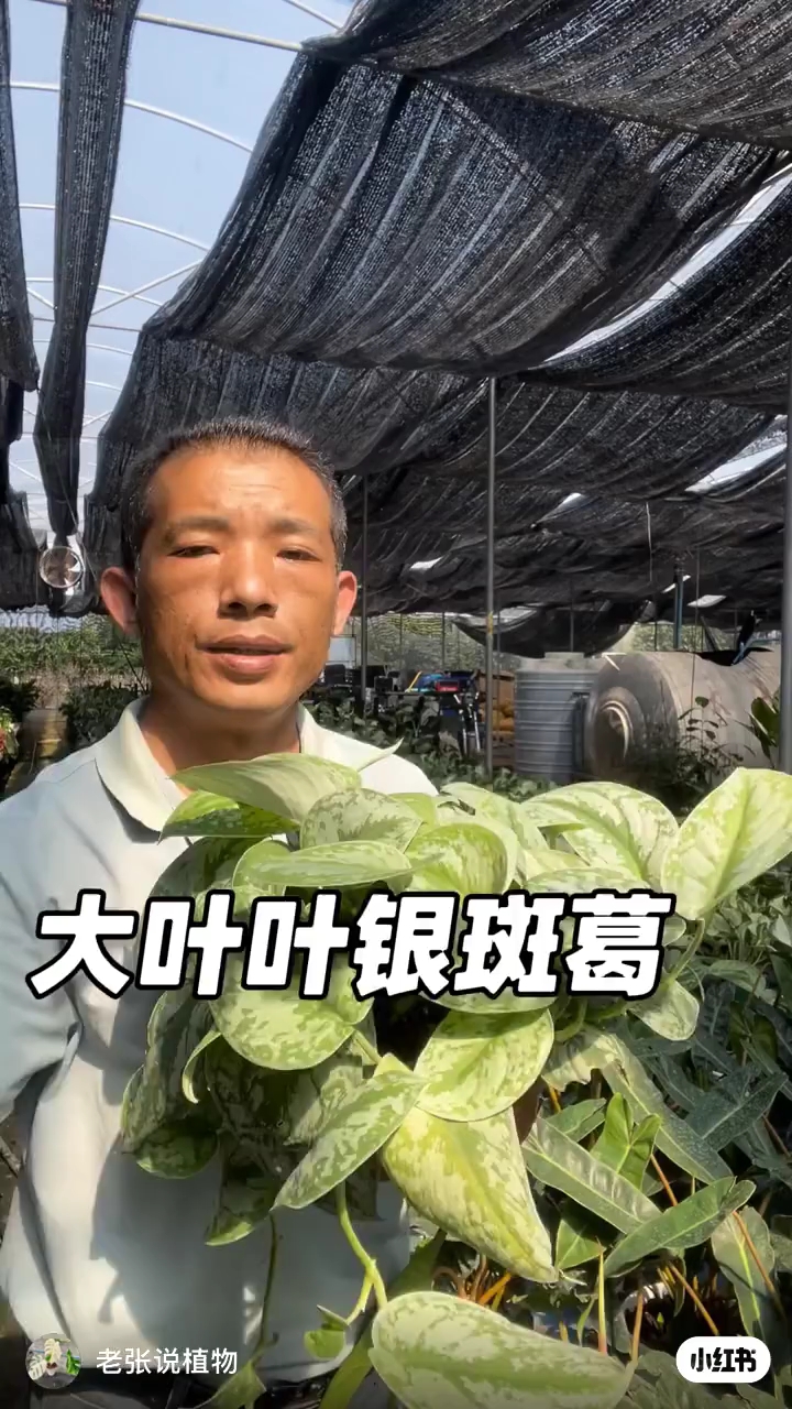 室内盆栽好植物——大叶银斑葛净化空气吸收甲醛粗生好养