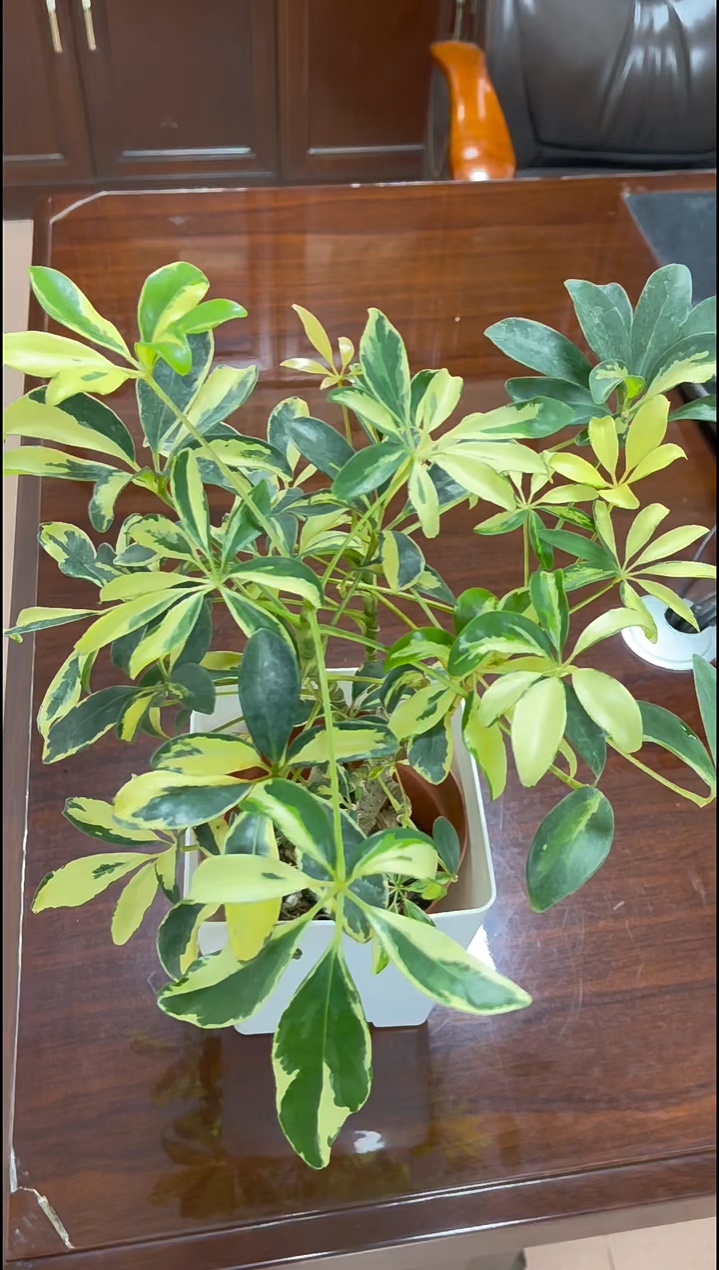 盆栽好植物——七叶莲花叶鸭脚木