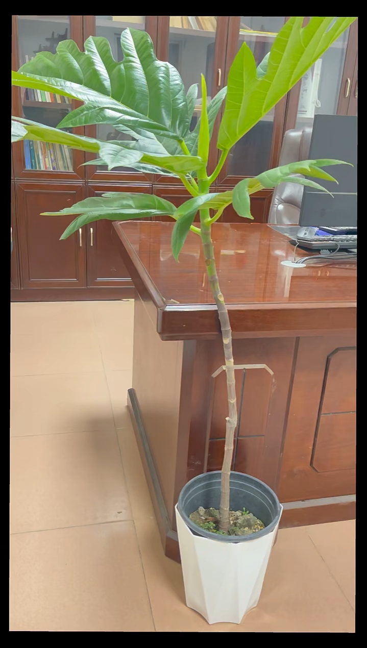室内盆栽观叶好植物具有北欧风格也有异国风情的——面包树
