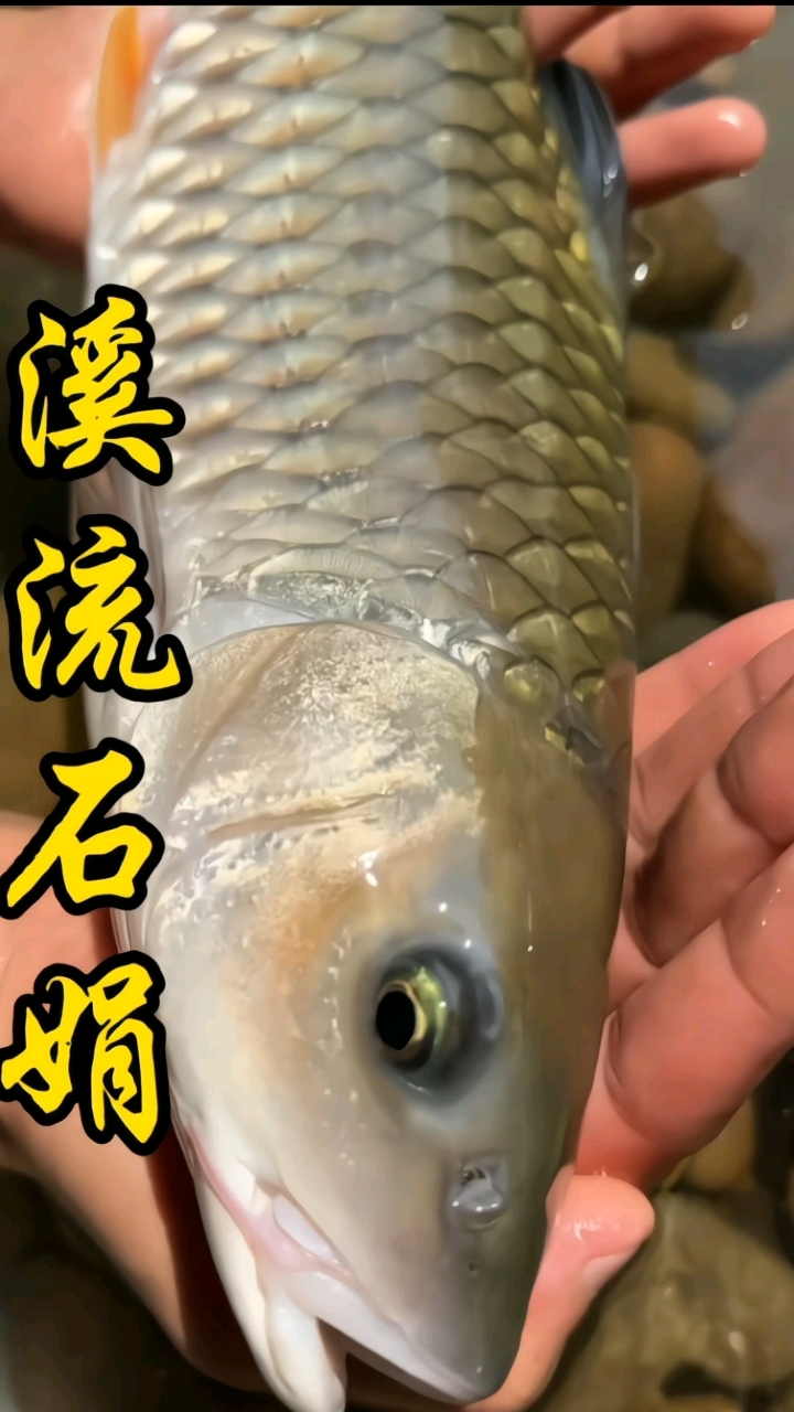 溪流石娟鱼(军鱼)鱼生一流,鱼鳞都能吃你知道吗?