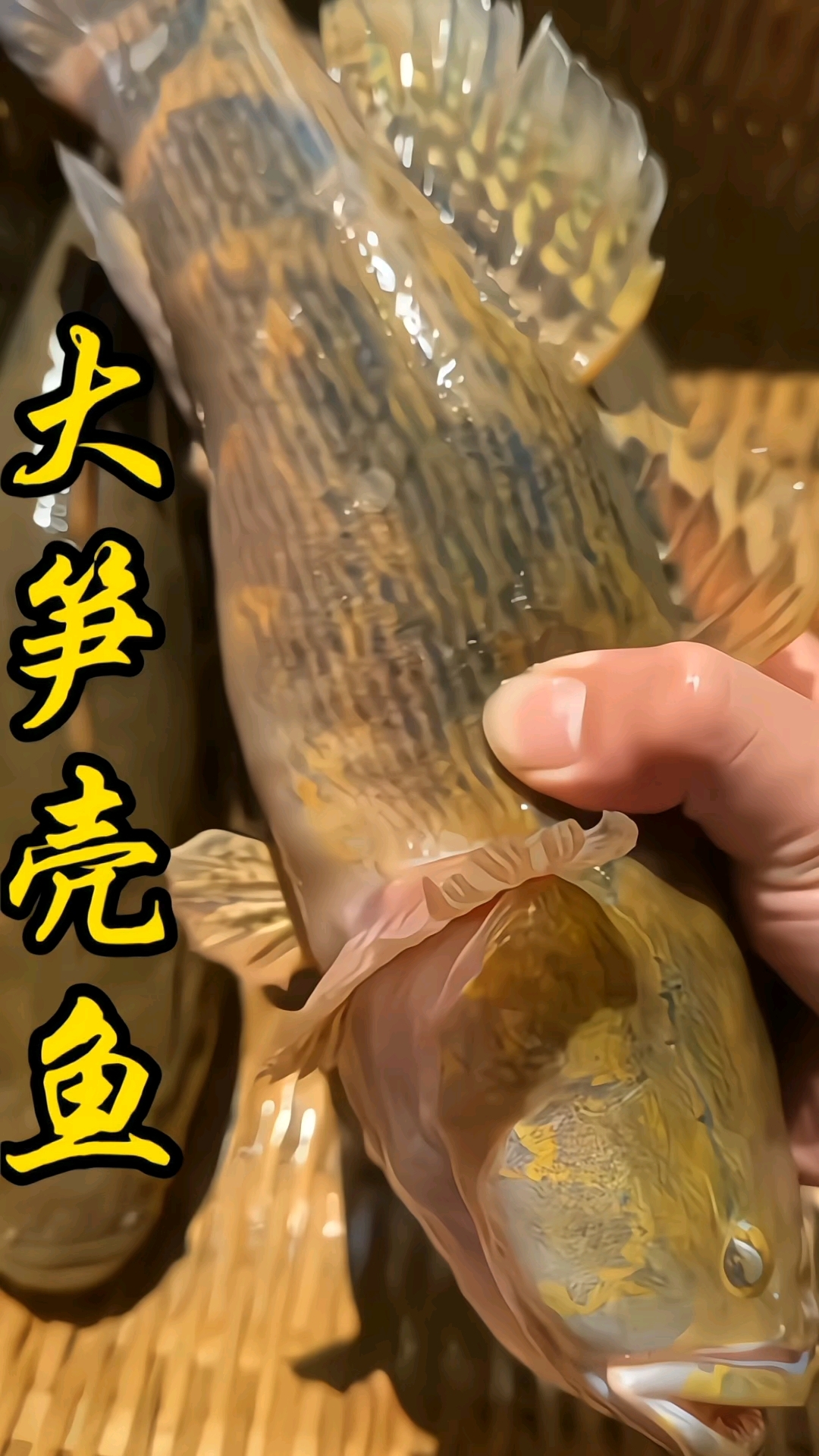 清蒸溪流笋壳鱼(呆子鱼)你觉得怎么样呢?