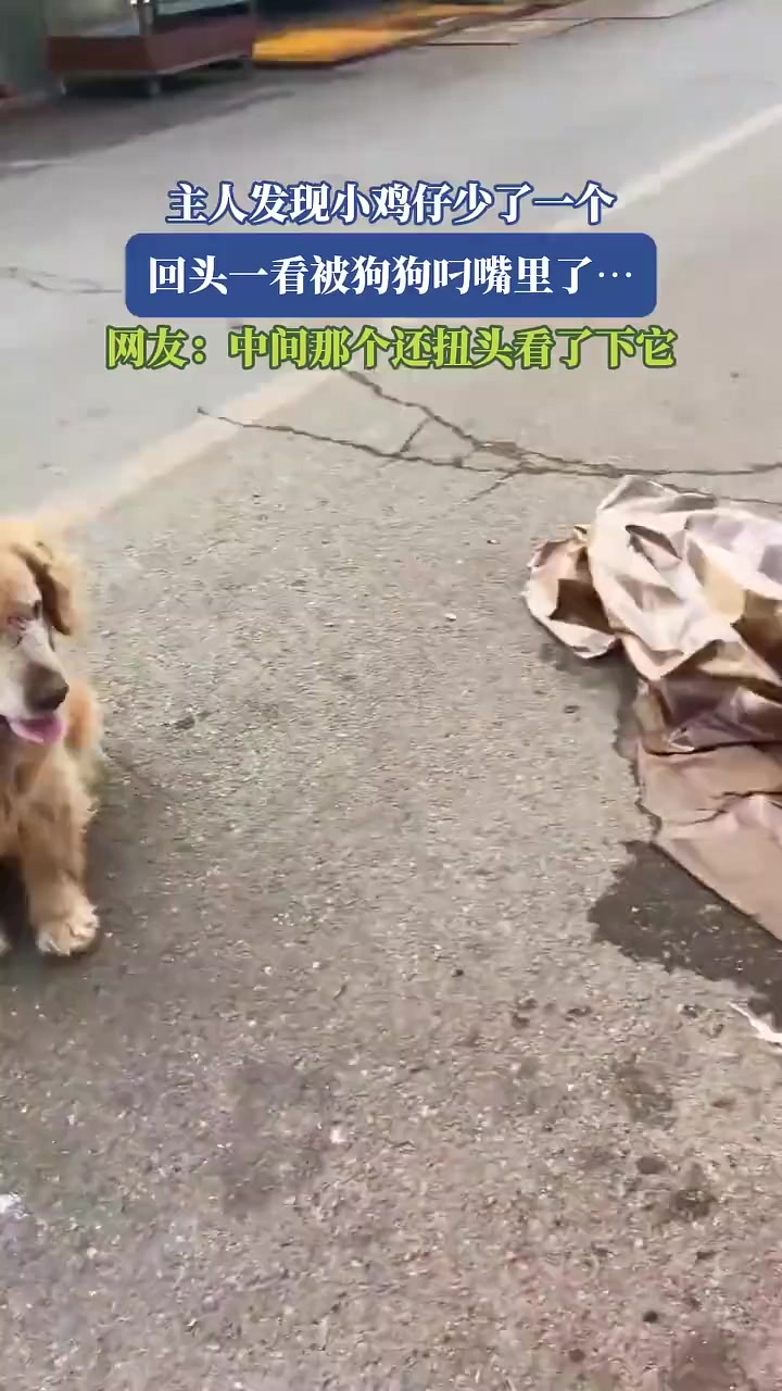 狗狗意外收藏了一只小鸡仔,网友直呼可爱!