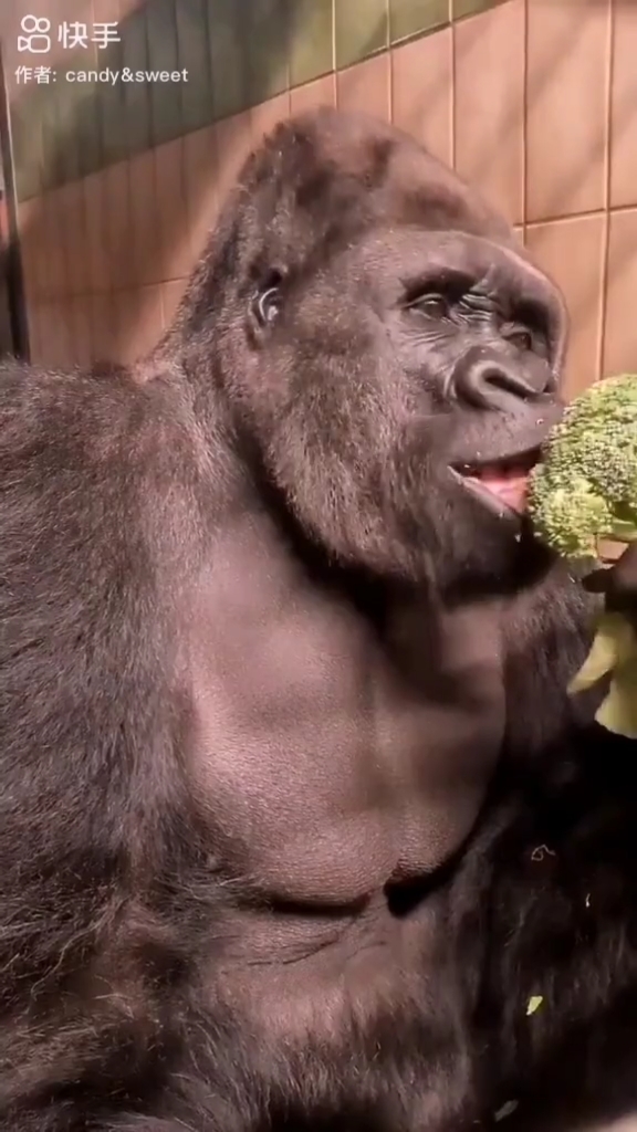 猩猿吃花心菜的样子