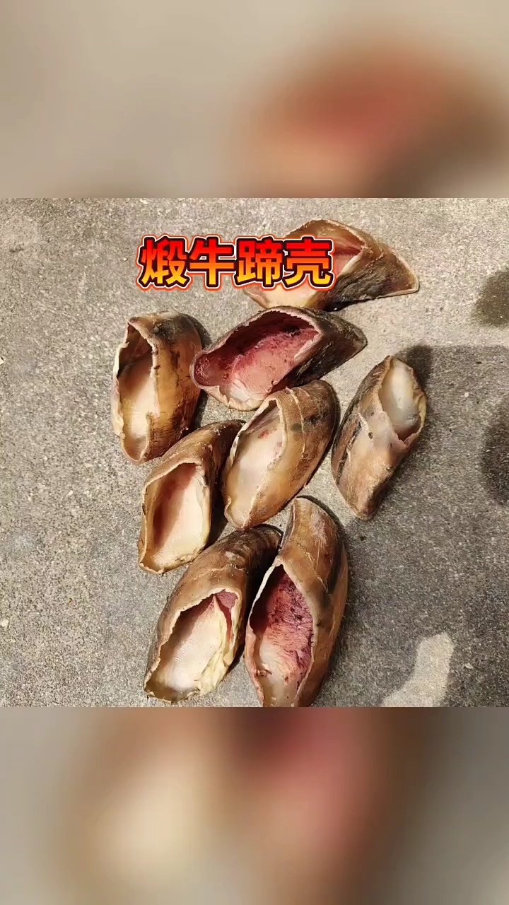 牛皮癣  煅牛蹄壳