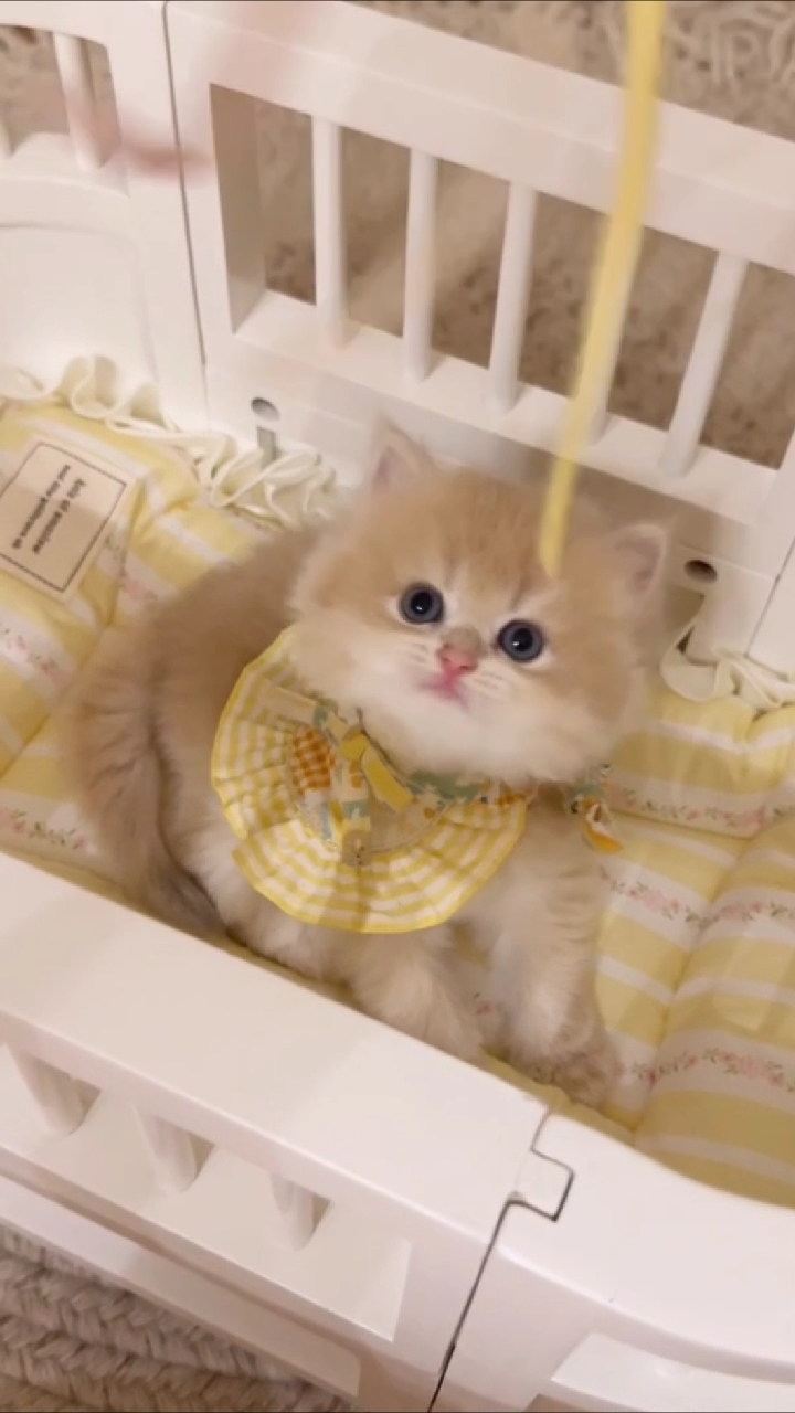 它看上去好像一块香香软软的小面包啊还是黄油夹心口味的!