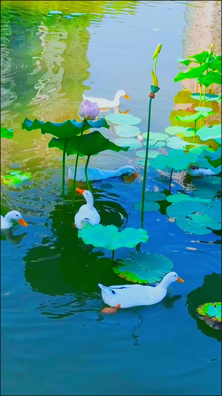 身在福中不知福,鸭子在荷花池里自在畅游,令人羡慕。