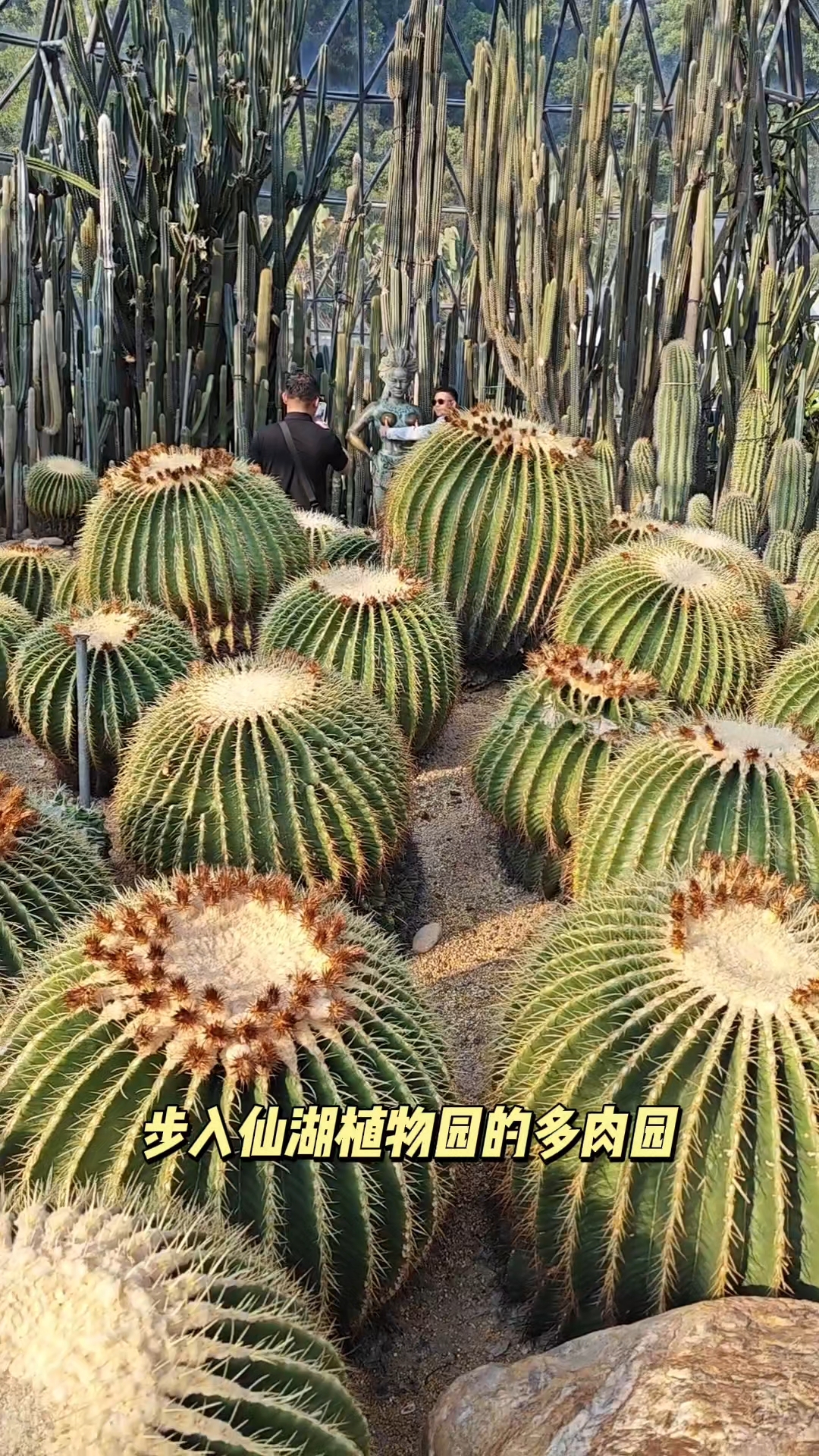 48 秒短片,探仙湖多肉园,赴一场萌肉植物之约。