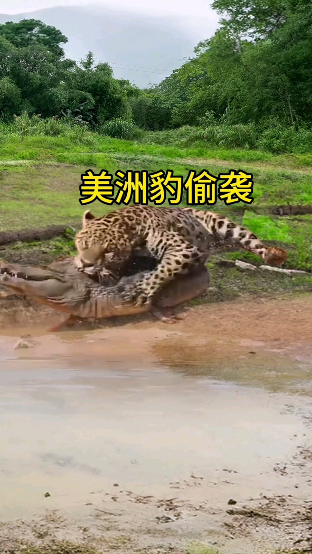 美洲豹偷袭鳄鱼在水中大战