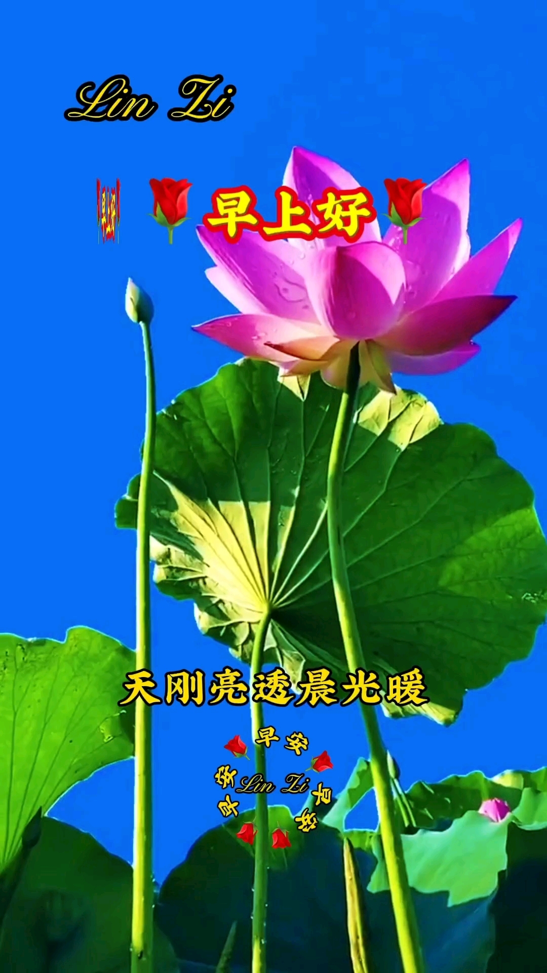 早上好!早安祝福!早安心语!早安问候!