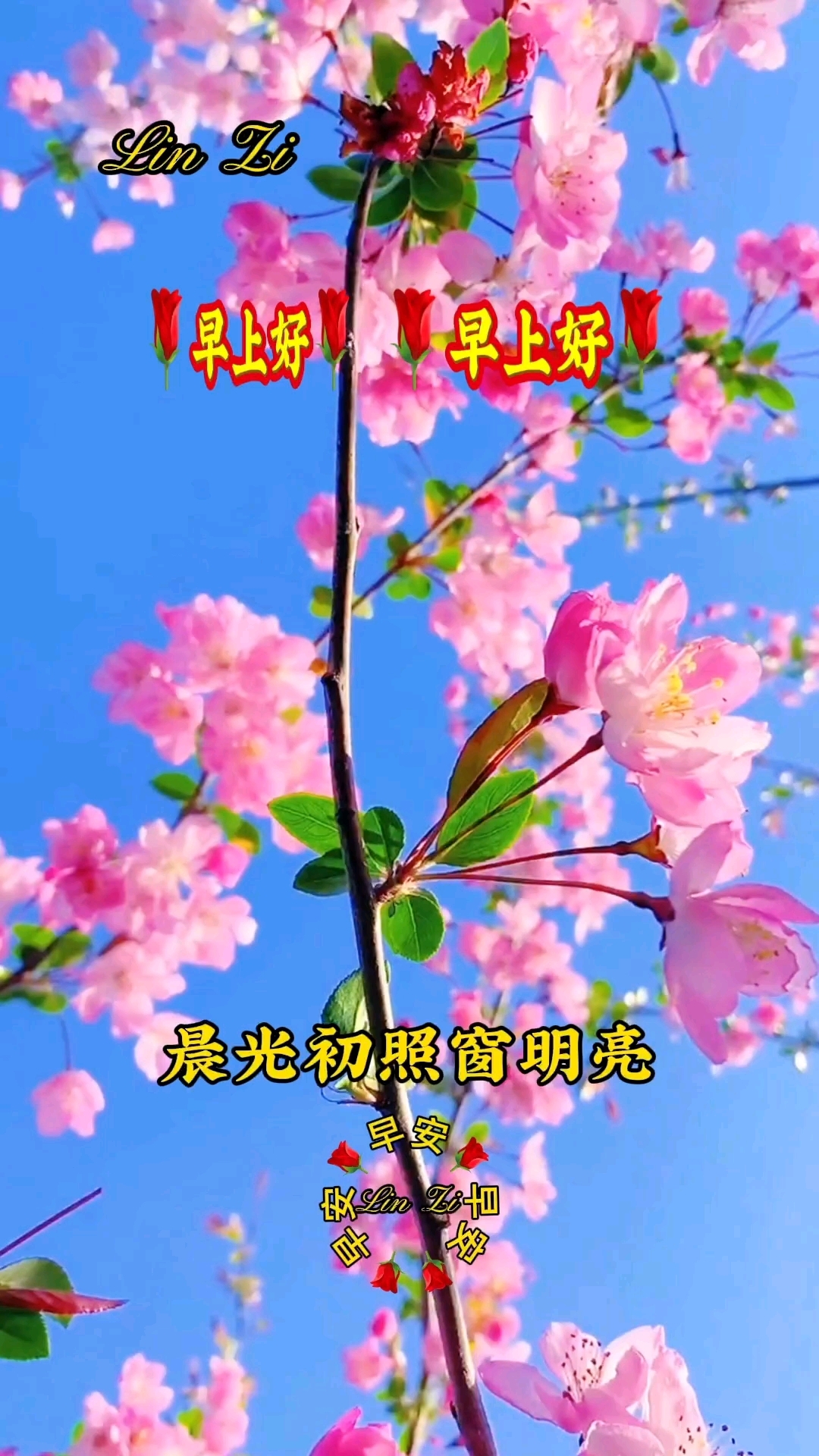 早上好!早安祝福!早安心语!早安问候