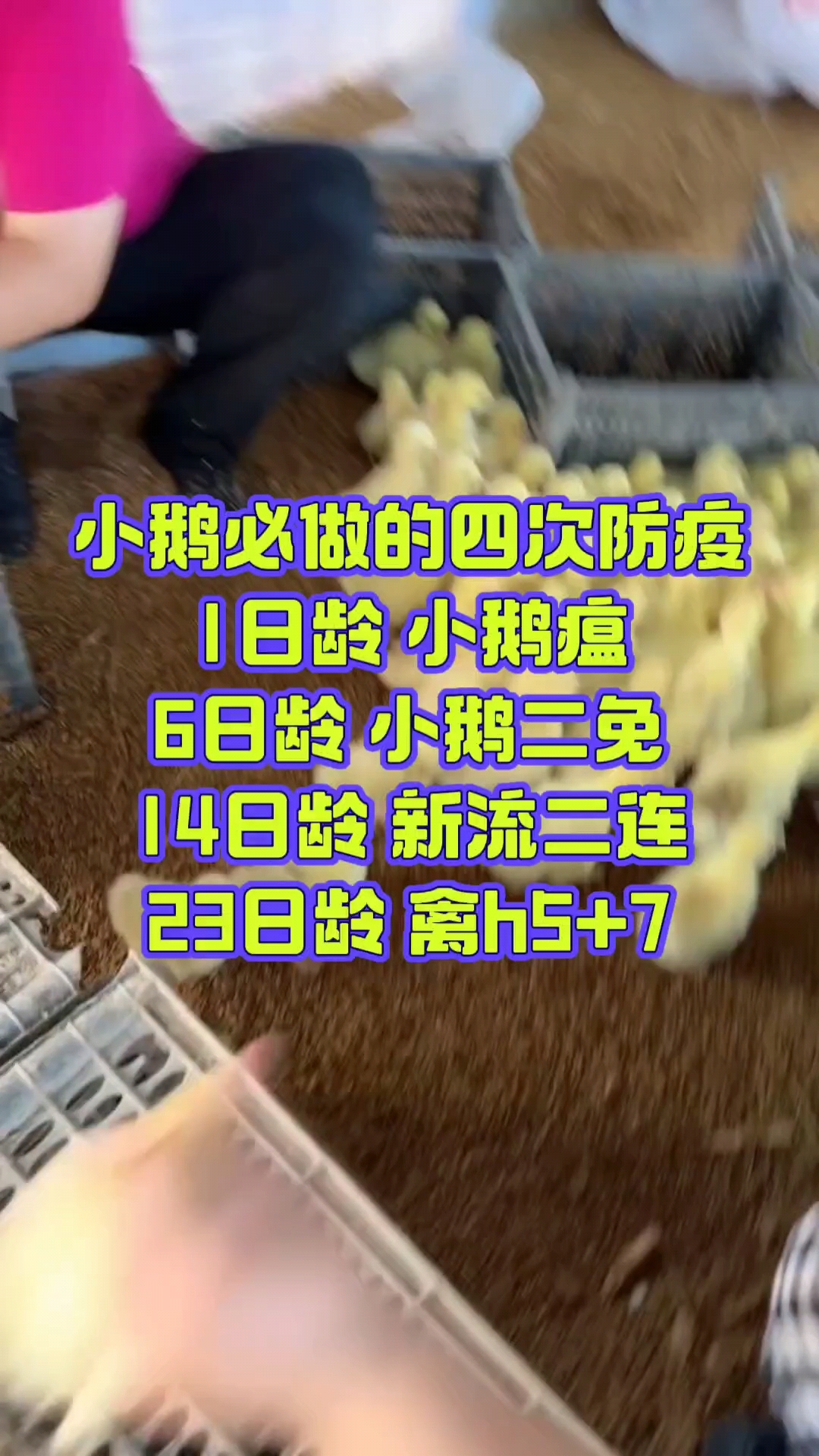 小鹅必须要做的疫苗有哪些?小鹅疫苗打多少?