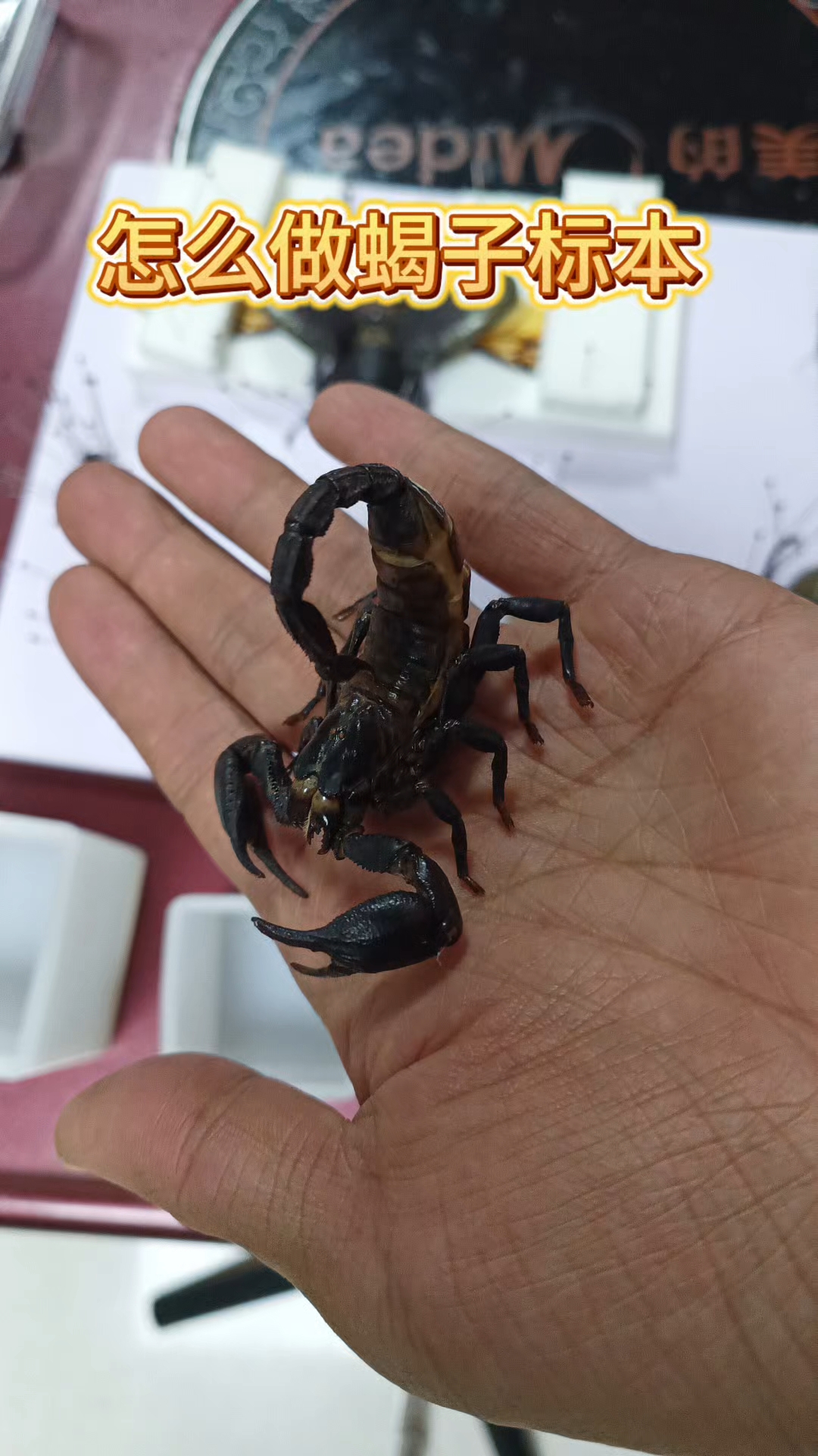 怎么做蝎子标本