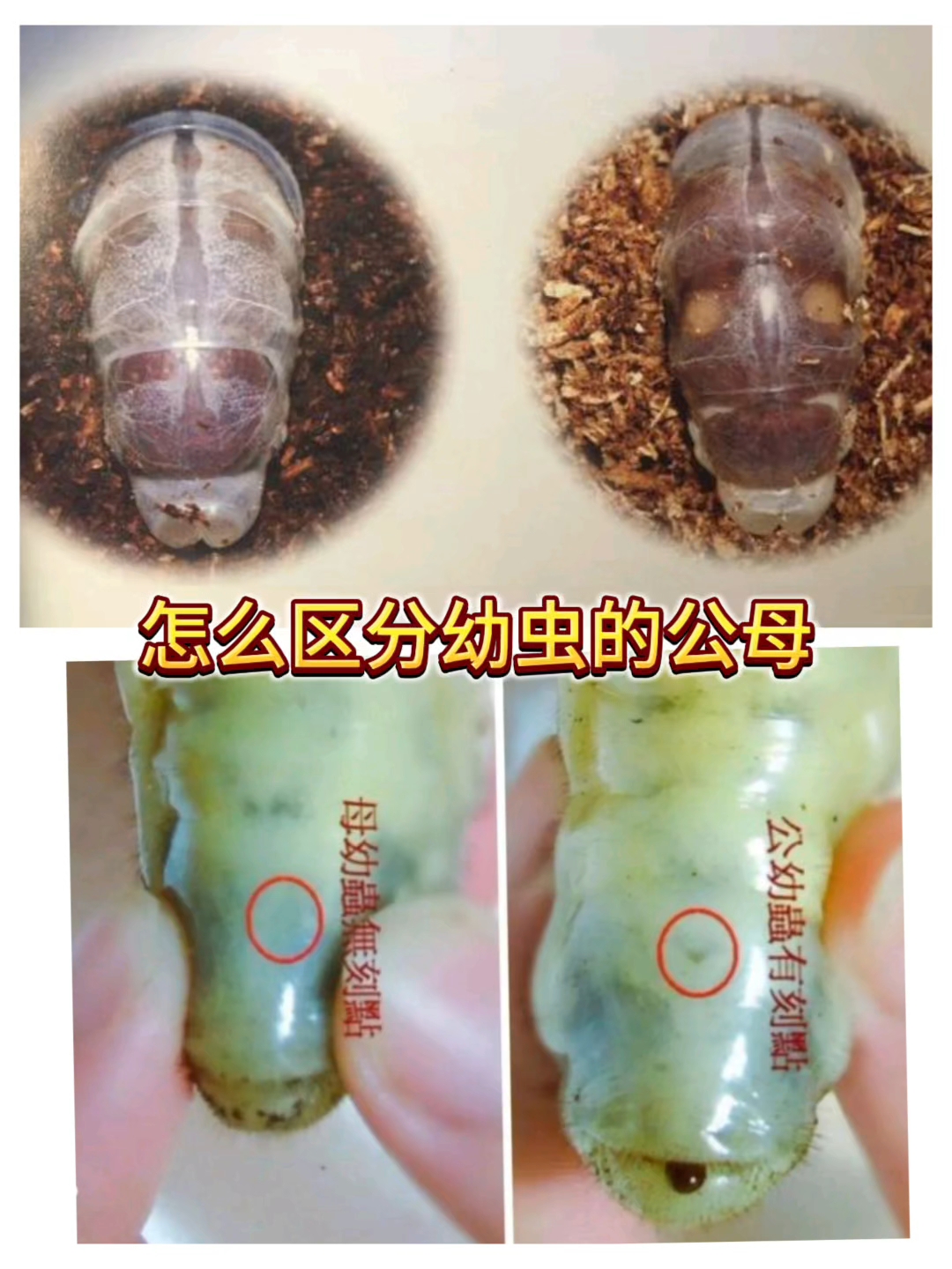 怎么区分幼虫的公母