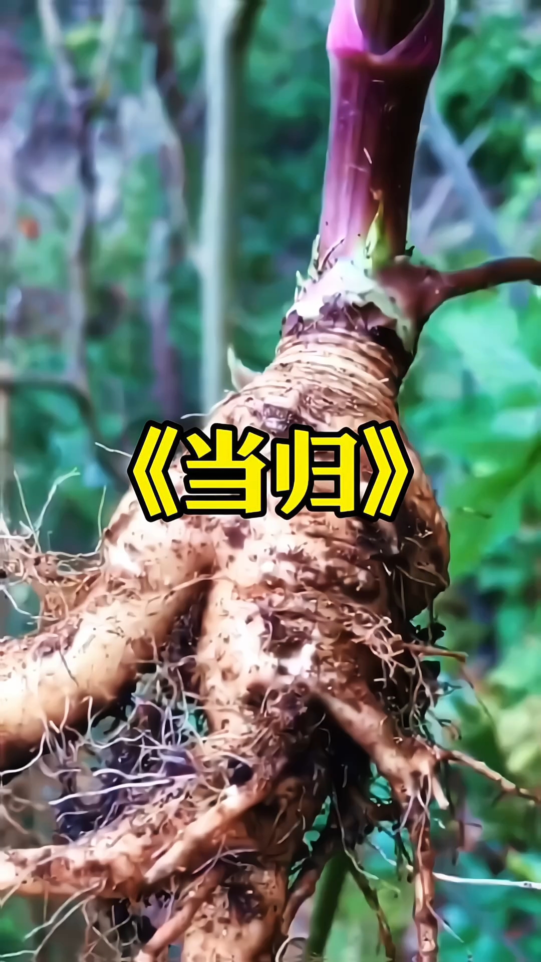 当归隶属于散行科。是一种多年生草本植物