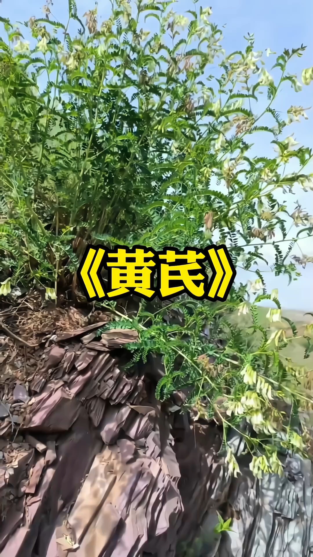 这就是黄芪