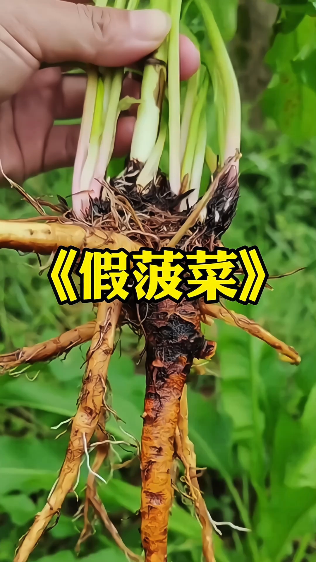 家人们谁懂啊!路边这种
