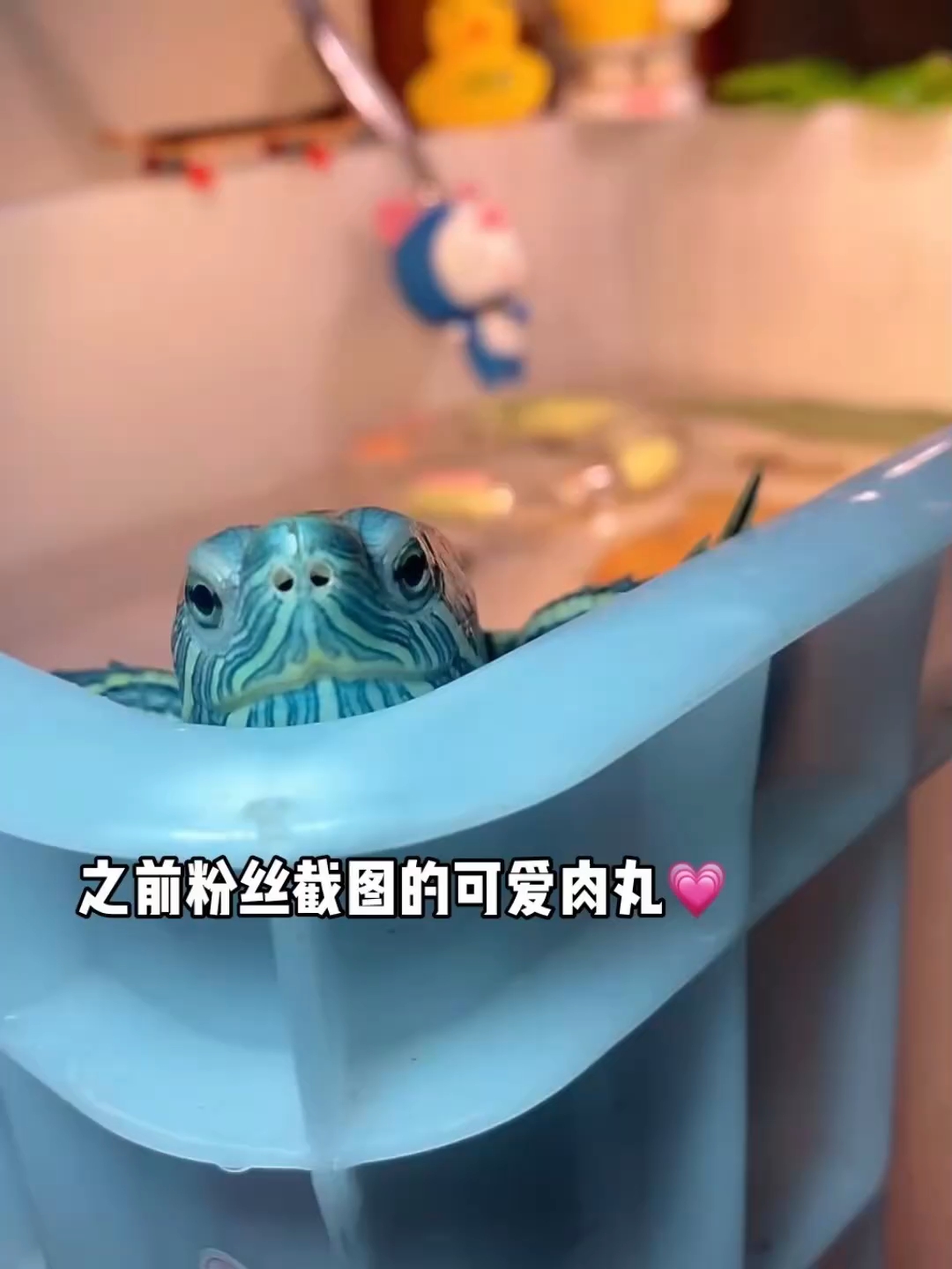 之前粉丝截图的可爱肉丸