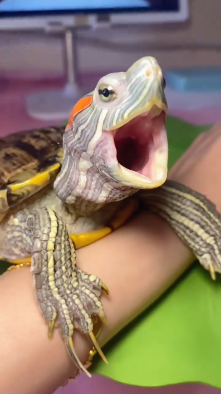 盘点肉丸那些可爱的瞬间