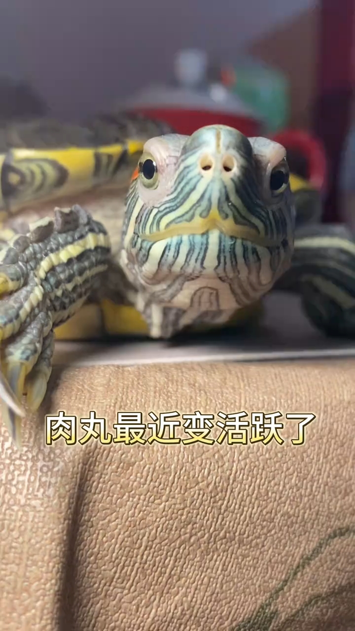 肉丸真的越来越可爱啦