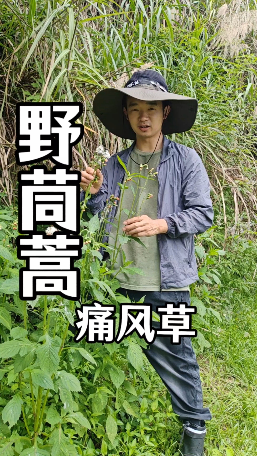 被称为“痛风草”的野菜，你们见过吗，