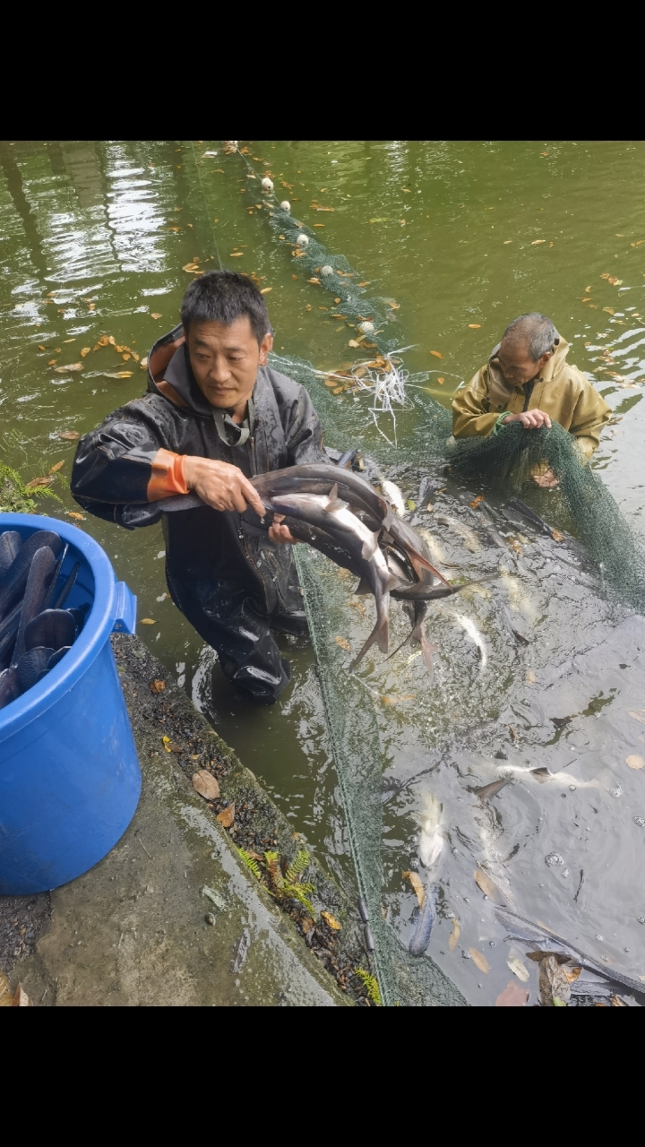 鸭嘴鱼,1.5-3.5规格,价格美丽,欢迎骚扰