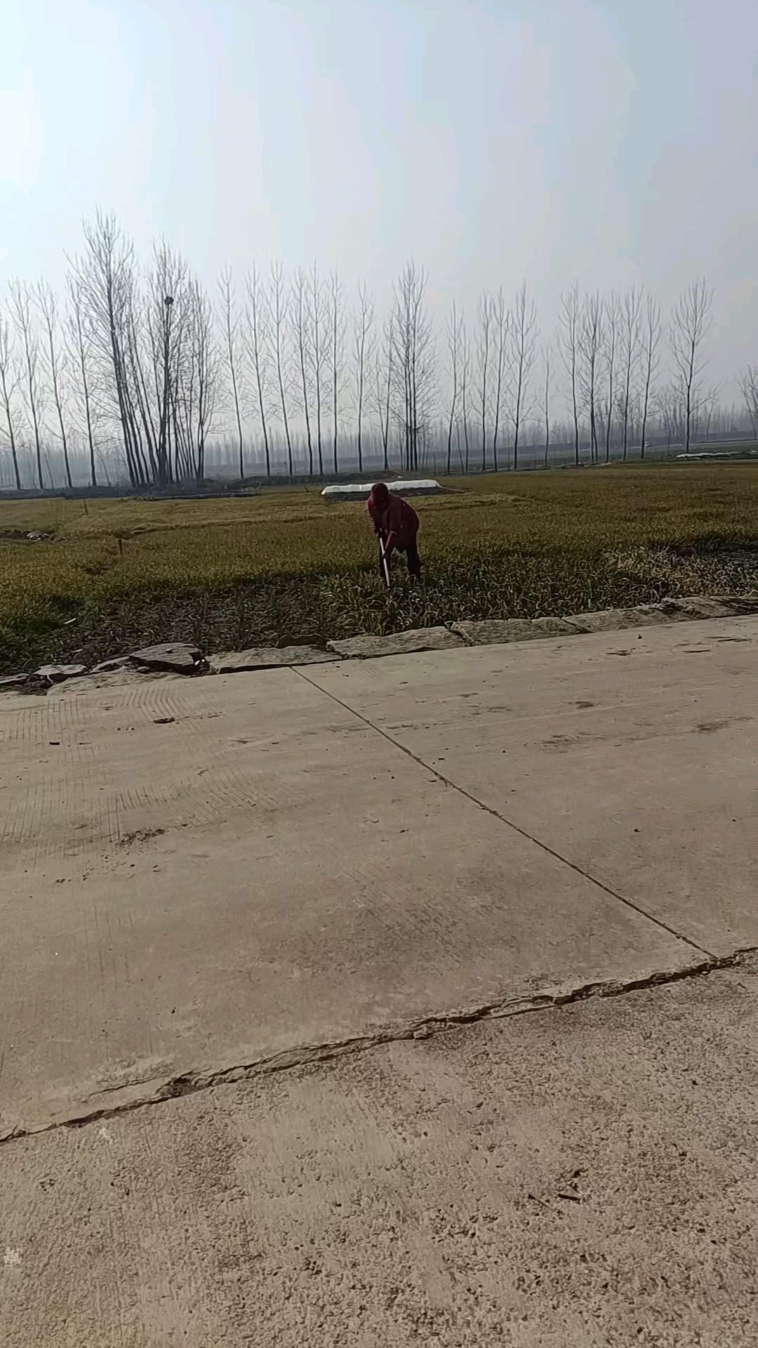 飞鸟与鱼不同路