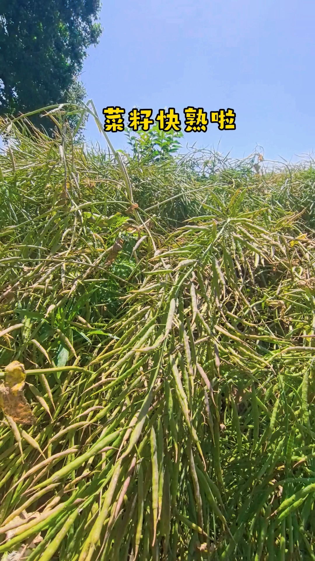 油菜苗→油菜薹→油菜花→油菜籽→菜籽油 油菜的一生也是功德圆满了#健康种植