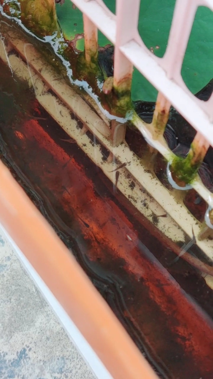 可爱的小鱼,可爱的池塘
