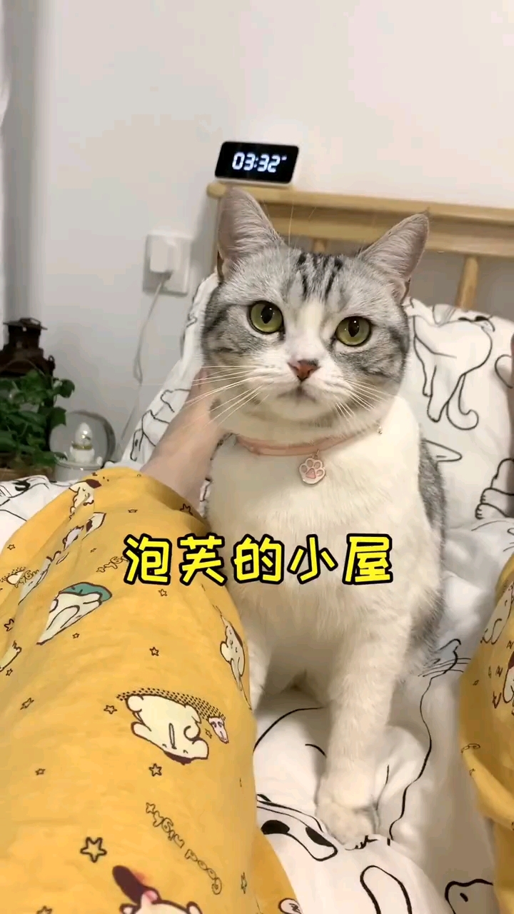 修泡芙的小屋来啦,各位泡芙迷们准备好洛