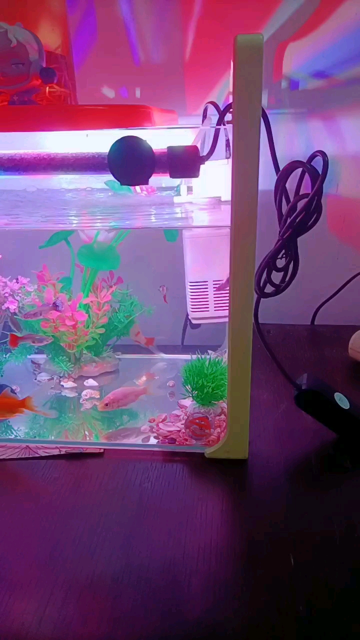 看看金鱼游来游去多欢乐