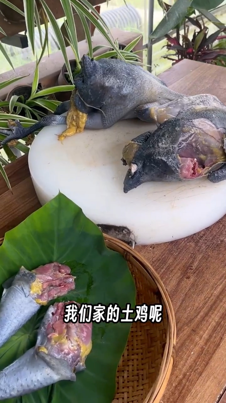 这个才是正宗散养土鸡