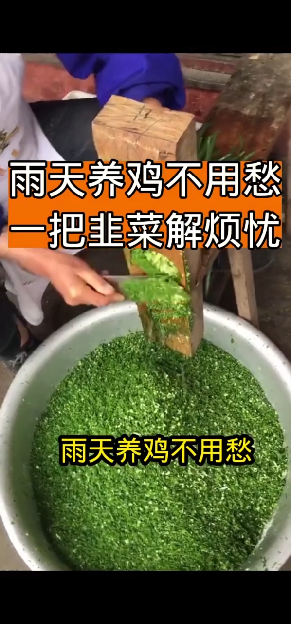 雨天养鸡不用愁,一把韭菜解忧愁#散养土鸡日常# #养殖鸡# #散养土鸡日常# #养鸡妙招