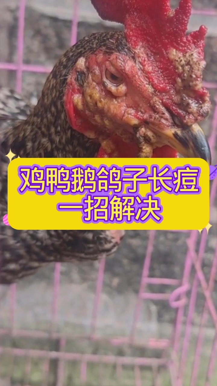 鸡鸭鹅长痘，一招搞定#鸡痘#鸽痘鸡鸭鹅长痘#蛋鸡养殖# #鸡痘